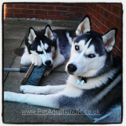 A photo of the two Huskies