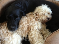 Daisy and Archie the Labrador